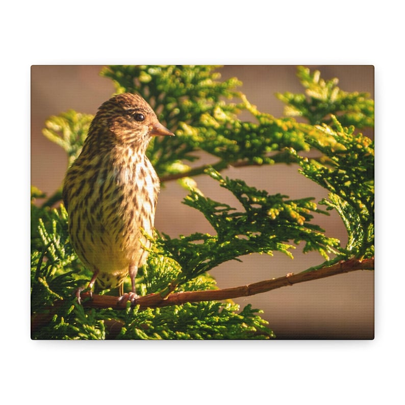 Pine Siskin Bird Photography