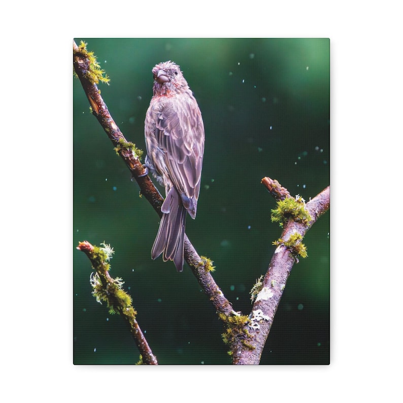 Songbird on Mossy Branch