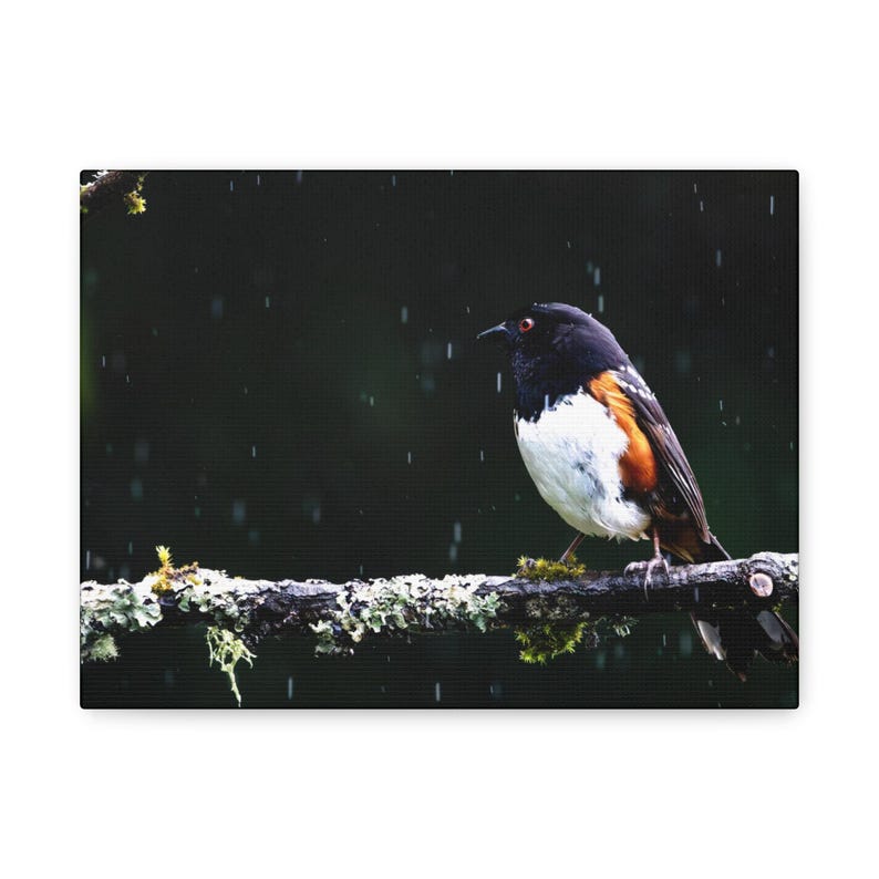 Towhee Bird on Mossy Branch