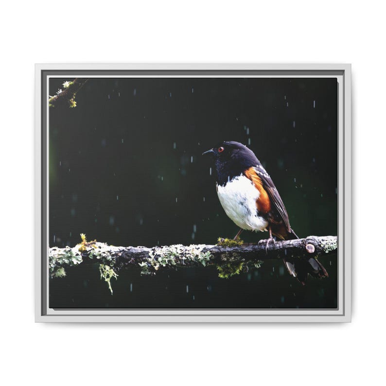 Eastern Towhee Bird Print