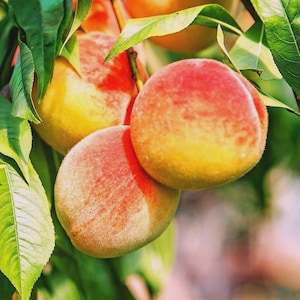 Pêcher Belle de Géorgie | Arbre fruitier vivant | Autogame et résistant au froid | Pot de 1 gallon