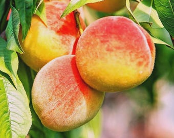 Belle of Georgia Peach Tree | Live Freestone Fruit Tree | Self-Pollinating & Cold Hardy | 1 Gallon Pot