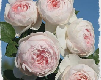 Earth Angel Parfuma Rose Bush | Blush Pink Peony Blooms | Fragrant Own Root Hardy Perennial Rose Plant