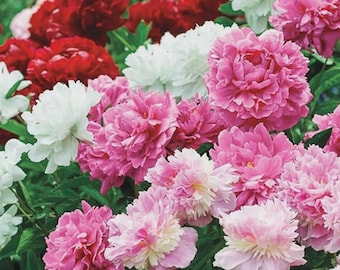 Mixed Peony Roots Jumbo Pack | 6 Bare Roots | Pink, Red & White Perennial Garden Flowers