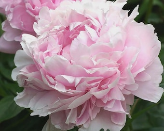 Peônia Sarah Bernhardt de raiz nua | Planta perene grande, dupla e perfumada, rosa | Planta de jardim