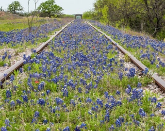 Wildflowers, Landscape photography, Texas, Hill Country, railroad,Western, flowers, bluebonnets, fine art print