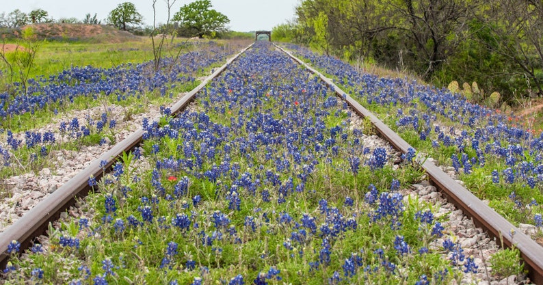 Wildflowers, Landscape photography, Texas, Hill Country, railroad,Western, flowers, bluebonnets, fine art print image 1