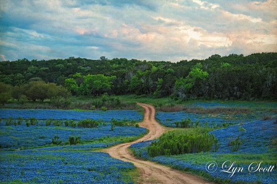 Texas Bluebonnet Path - Wildflowers, fine art print, wall art, landscape photography, Texas, Hill Country, western art, spring, bluebonnets