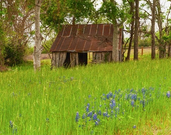 Texas Old Barn, Landscape photography, Texas, Hill Country, wall art, bluebonnets, Western, Wildflower, home decor, fine art print