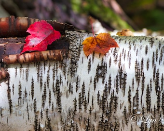 Birch & Leaves-  Nature photography, landscape photography, rustic wall art, fall, autumn, fine art print, leaves, new england