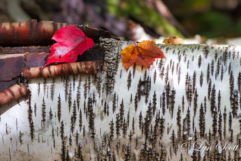 Birch & Leaves Nature photography, landscape photography, rustic wall art, fall, autumn, fine art print, leaves, new england image 1