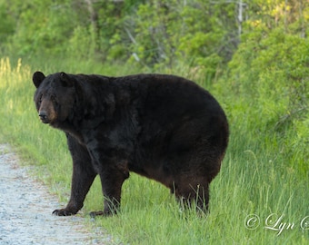 Grandpa Bear -  Nature photography, art, wildlife photography, animal, black bear, wildlife, bear, wall art, fine art print, North Carolina