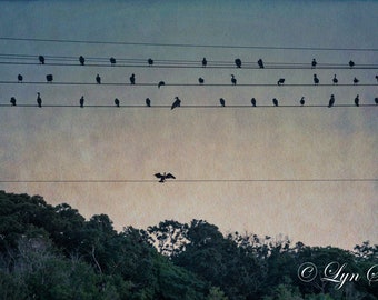 Massachusetts Art, "Birds on a Wire", Cape Cod,Home decor, Nature photography, landscape,, beach, fine art, wall art, new england