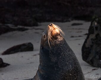 California Sea Lion - wildlife, seal, sea lion, ocean, beach, sea life, La Jolla, nature photography, wildlife photography, fine art print