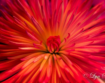 Flowers -  Nature, landscape, dahlia, red, pink, fine art, floral, art, garden, rustic, home decor, wall art, macro, North Carolina