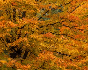 Autumn Splendor - Nature photography, landscape photography, fall, autumn, photography, fine art print, wall art, home decor
