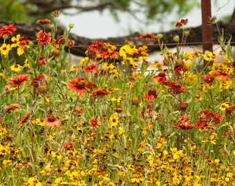 Wildflowers, Texas, Spring flowers, fine art, art, red flowers, yellow flowers, wild flowers, Texas hill country, Texas flowers, Rustic