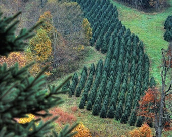 The Tree Farm -  Nature photography, landscape photography, fall, autumn, fine art print, trees, new england