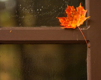 Fall Leaf -  Nature photography, landscape photography, rustic wall art, fall, autumn, fine art print, leaves, new england