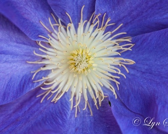 Flowers -  Nature, landscape, clematis, purple, fine art, floral, art, garden, rustic, home decor, wall art, macro, North Carolina