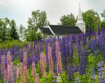 Church in Sugar Hill - landscape, lupine, sugar hill church, wall art, fine art print, home decor, New Hampshire, New England photograph