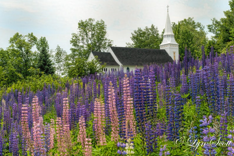 Church in Sugar Hill landscape, lupine, sugar hill church, wall art, fine art print, home decor, New Hampshire, New England photograph image 1