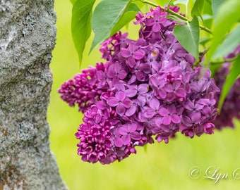 Lilac and Stone, New Hampshire, farm photography, landscape, spring flowers, nature, wall art, country decor, cabin decor, fine art print