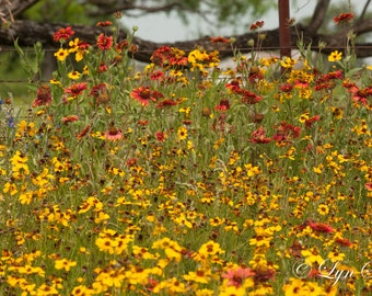 Texas Flowers -  Nature photography, landscape photography, wild flowers,spring, summer, fine art print, Texas, hill country, flowers