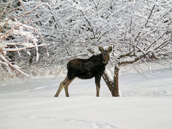 Baby Moose Wild Animals Snow Winter Wildlife Moose Cabin Etsy