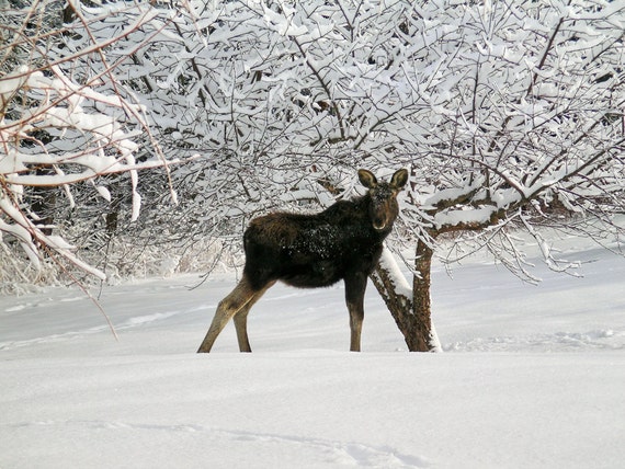 Baby Moose Wild Animals Snow Winter Wildlife Moose Cabin Etsy