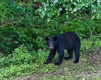 Black Bear - wildlife, New England, bear, New Hampshire, nature photography, wildlife photography, animal photography, fine art print