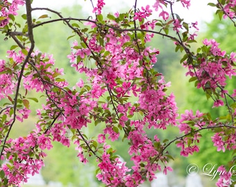 Crabapple Lace, New Hampshire, farm photography, landscape, spring flowers, nature, wall art, country decor, cabin decor, fine art print