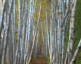 Vertical - Birch Row - Nature photography, Art, landscape, home decor, cabin decor, fine art print, wall print, wall art