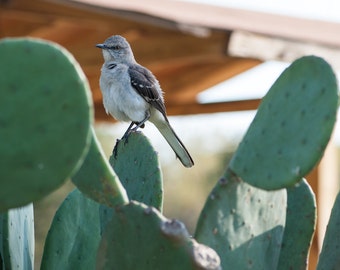 Cactus Bird, Landscape photography, Nature Photography, Texas, Hill Country, Cactus, Western, bird, fine art print