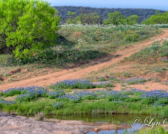 Bluebonnet Pond, Landscape photography, Texas, western art, flowers, bluebonnets, cabin decor, fine art print, wall art, Home Decor