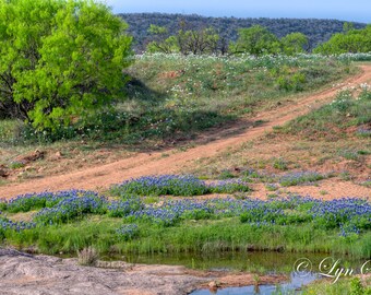 Bluebonnet Pond, Landscape photography, Texas, western art, flowers, bluebonnets, cabin decor, fine art print, wall art, Home Decor