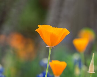 Texas Colors - Wildflowers, fine art print, landscape photography, Texas, Hill Country, western, spring, flowers, poppy