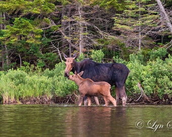 Moose Mother's Love -  Nature photography, landscape photography, moose, wall art, home decor, Maine, fine art print, wildlife, new england