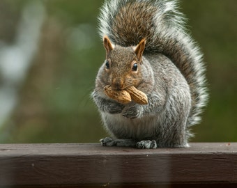 Squirrel - Two Peanuts -  Nature photography, wildlife photography, animal, fall, fine art print, new england