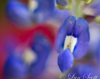 Bluebonnet Closeup, Landscape photography, Texas, Hill Country, Western, flowers, bluebonnets, fine art print