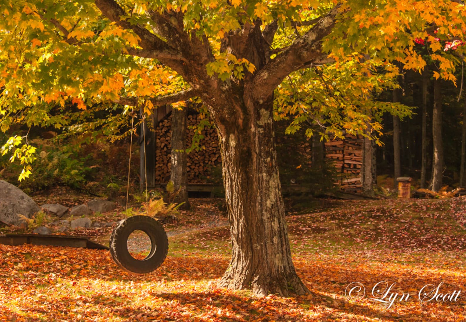 Tree Swing Fall Photography Nature Landscape Photography Etsy