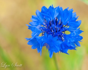 Blue Cornflower -  Nature, landscape, fine art, wildflower, floral, art, garden, rustic, home decor, wall art, North Carolina