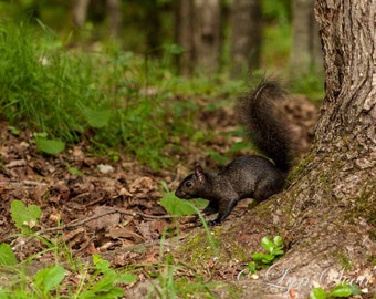 Black Squirrel - wildlife, squirrel, new england, New Hampshire, nature photography, wildlife photography, animal photo, fine art print