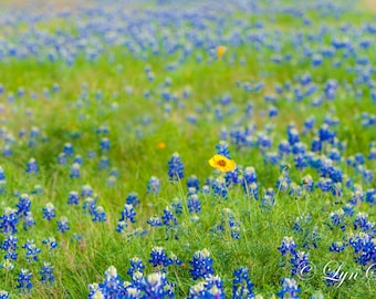 Bluebonnets Closeup, Landscape photography, Texas, Hill Country, Western, flowers, Daisy, bluebonnets, fine art print, wall art, Home Decor