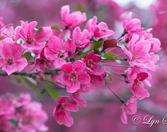 Crabapple Blossoms, New Hampshire, farm photography, landscape, spring flowers, nature, wall art, country decor, cabin decor, fine art print