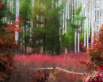 Massachusetts, Carver, South Meadow Great Cedar Swamp -  Home decor, Nature, landscape, fine art, wall art, cabin decor, home decor