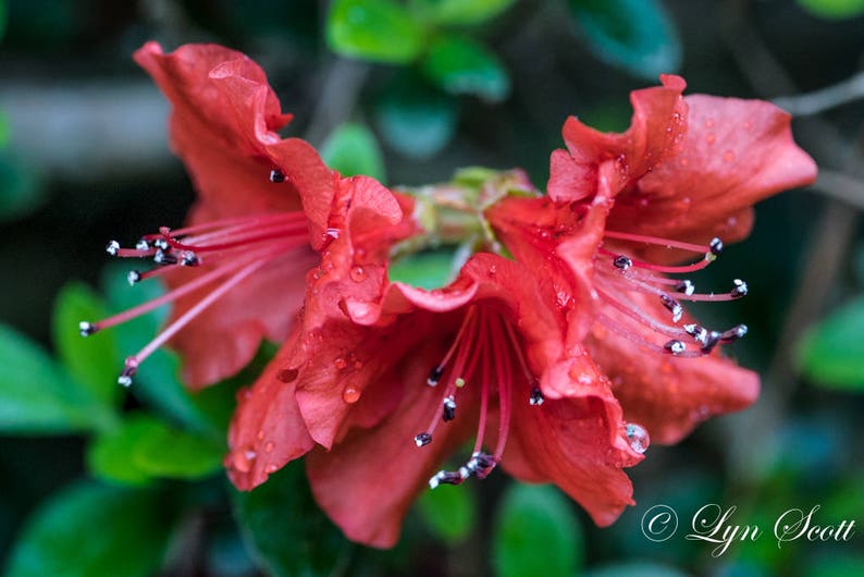 Azalea Flower Nature, landscape, red, fine art, azalea bush, floral, art, garden, rustic, home decor, wall art, macro, North Carolina image 1