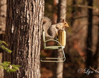Squirrel with Chair -  Nature photography, art, wildlife photography, animal, squirrel, wildlife, fine art print, North Carolina