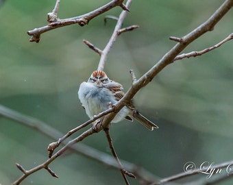 Grumpy Bird -  Nature photography, art, wildlife photography, animal, bird, wildlife, funny, spring, fine art print, North Carolina