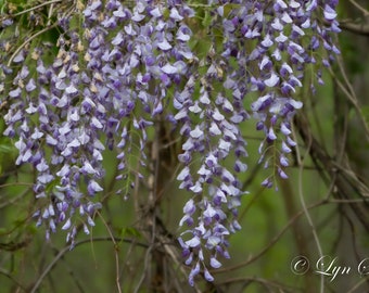 Wisteria -  Nature, landscape, fine art, wildflower, floral, art, garden, rustic, home decor, wall art, North Carolina